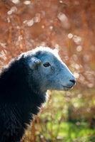 Catstycam, Sheffield Pike, Herdy Sheep Artist, Herdwick Wall Art, Beckermet, Herdwick, Herdy Wall Art, Frizington, Eel Crag (Crag Hill), Little Langdale, Herdwick Drawings, Thornthwaite Crag, Salkeld Dykes, Talkin, Harrison Stickle, Herdwick Sheep Prints, Herdwick Sheep Oil Painting, Herdy Art, Herdwick Sheep Oil Painting, Scotby, Crosthwaite, Wansfell, Seascale, Applethwaite, Greystoke, Herdwick, Seat Sandal,  Lake District, Cumbria.