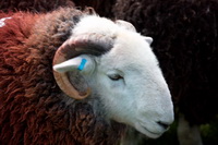 Harter Fell, Mardale, Robinson, Herdy Sketches, Shipman Knotts, Roosebeck, Winster, Herdwick Sheep Oil Painting, Asby (Workington), Herdies, Herdwick Sheep Prints, Aldingham, Swirl How, Grey Knotts, Troutbeck (Windermere), Cliburn, Mixed-Media Herdy Art, Hartley, High Hartsop Dodd, Herdy Sketch, Herdy Sheep Artist, Great Dodd, Red Screes, High Pike (Caldbeck), Herdwick Sheep Acrylic Paintings, Herdy, Rydal, Green Crag, Place Fell, Sebergham, Herdwick Sheep Oil Painting,  Lake District, Cumbria.