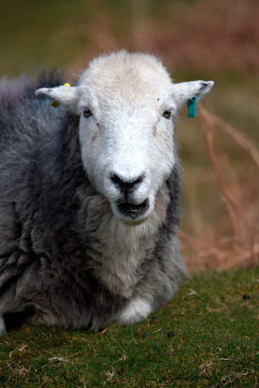 Leece Farm Herdwick