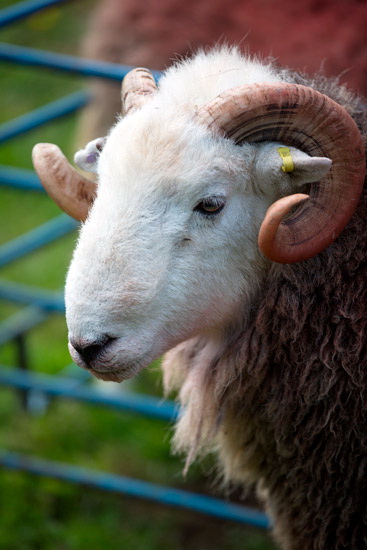 Eskdale Green Farm Lake district Sheep