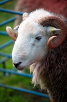 Herdy Wall Art, Crosthwaite, Little Hart Crag, Silver How, Herdwick Sheep Art, Bolton, Little Asby, Lonscale Fell, Herdwick Sheep Prints, Tarn Crag (Easedale), Dendron, Herdwick Drawings, Westnewton, Herdies, Herdy Sketches, Far Sawrey, Herdy Ewe, Graystones, Herdwick Sheep Acrylic Paintings, Whin Rigg, Lakeland Herdy Artworks, Herdwick, Long Side, Greysouthen, Temple Sowerby, Herdwick Sheep Art Studio, Lakeland Sheep,  Lake District, Cumbria.