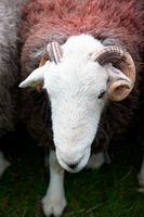 Herdwick Sheep Art Studio, High Newton, Skelton, Lakeland Sheep, Whiteless Pike, Great Borne, Lamplugh, Knott, The, Herdy Sketch, Silver How, Fleetwith Pike, Herdwick Artwork, Herdy Art, Armboth Fell, Red Screes, High Spy, Grange-Over-Sands, Calthwaite, Outerside, Herdwick Wall Art, Herdy Sheep Artist, Brigflatts, High Hesket, Herdy Wall Art, Herdwick Drawings, Hilton, Herdies, Herdwick Sheep Prints,  Lake District, Cumbria.