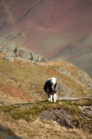 Herdwick Sheep, Watch Hill, Angletarn Pikes, Herdwick Sheep Prints, Gray Crag, Staveley (Kendal), Dalston, Knott, The, Herdwick Sheep Art, Newton Reigny, Herdwick Sheep Oil Pastels, Fellbarrow, Brim Fell, Herdwick Sheep Sketch, Walton, Red Screes, Broughton, Herdy Sheep Artist, Brae Fell, Soulby (Penrith), Steeple, Whitbeck, Muncaster Fell, Eel Crag (Crag Hill), Egremont, Herdy Sketch, Herdwick Sheep Oil Painting, Herdies,  Lake District, Cumbria.