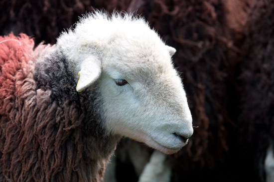 Little Hart Crag Field Lake district Sheep