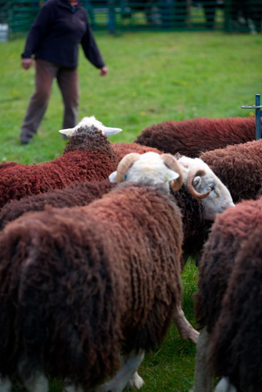 Colby Valley Herdwick Sheep - Lakeland Photos - Art Prints Colby Valley Herdwick Sheep