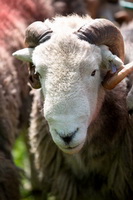 Santon Bridge, Maiden Moor, Herdwick Wall Art, Walla Crag, Lank Rigg, Bowscale, Ings, Abbeytown, Hutton Roof, Herdwick, Farlam, Herdwick Sheep, Lakeland Herdy Artworks, Herdy Wall Art, Holme, Wandope, Herdwick Sheep Acrylic Paintings, Herdwick Sheep Art, Herdy Sketch, Herdy Ewe, Eel Crag (Crag Hill), Seathwaite Fell, Kirk Fell, Herdwick Sheep Oil Pastels, Lowthwaite Fell, Barbon, Steel Fell,  Lake District, Cumbria.