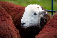 Loweswater, Herdy Art, Herdwick Sheep Prints, Lakeland Herdy Artworks, Lakeland Sheep, Herdwick Sheep Oil Painting, Gowbarrow Fell, Uldale, Stybarrow Dodd, Herdies, High Spy, Ambleside, Little Mell Fell, Westnewton, Cumwhinton, Firbank Fell, High Pike (Scandale), Herdy Wall Art, Boltongate, Herdwick Sheep Oil Pastels, Crinkle Crags, Long Side, Herdy Sketch, Seatoller, Maulds Meaburn, Herdwick Sheep Oil Painting, Red Screes, Brampton (Carlisle), Herdwick Sheep Acrylic Paintings, Wiggonby, Houghton, Rampsgill Head, Harrison Stickle, Mixed-Media Herdy Art,  Lake District, Cumbria.