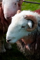 Stybarrow Dodd, Lakeland Sheep, Bakestall, Herdy, Herdwick Sheep Sketch, Herdwick, Herdies, Seathwaite Fell, Bewcastle, Cumwhitton, Herdwick Sheep Oil Painting, Warcop, Farlam, Birkhouse Moor, Grinsdale, Hard Knott, Herdy Sheep Artist, Herdwick Sheep Oil Pastels, Boltongate, Yewbarrow, Rampsgill Head, Herdwick Sheep, Herdy Wall Art, Knott, Kirk Fell, Lake District, Herdwick, Whiteless Pike, Crosthwaite, Bampton Grange, High Hesket,  Lake District, Cumbria.