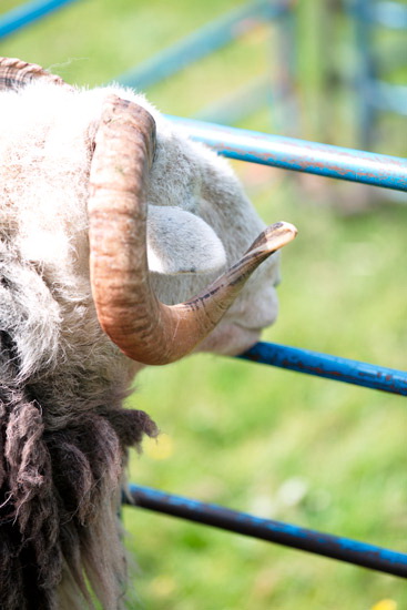 Whitehaven Lake district Sheep
