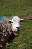 Herdwick Sheep, Grisedale Pike, Bampton, Herdwick, Herdwick Sheep Sketch, Crosthwaite, Maryport, Sallows, Place Fell, Renwick, Blencarn, Natland, High Hesket, Herdwick Sheep Oil Painting, Herdwick Drawings, Whin Rigg, Lakeland Sheep, Gowbarrow Fell, Herdy Sketches, Anthorn, Herdies, Souther Fell, Herdwick, Herdwick Artwork, Welton, Skelwith Bridge, Catbells, Lakeland Herdy Artworks, Long Side, Herdy Sheep Artist,  Lake District, Cumbria.