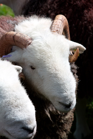 Banks Field Lake district Sheep - Lakeland Photos - Art Prints Banks Field Lake district Sheep