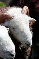 Hopegill Head, Rusland, Herdwick Sheep Prints, Lakeland Sheep, Herdies, Gilsland, Stonethwaite, Soulby (Penrith), Herdwick Art, Firbank Fell, Herdwick Sheep Sketch, Colton, Wandope, Shap, Middle Fell, Rosthwaite Fell, Herdwick Art Studio, Great Broughton, Herdwick Sketches, Loughrigg Fell, Blea Rigg, Thurstonfield, Herdwick Ewe, Thunacar Knott, Ousby,  Lake District, Cumbria.