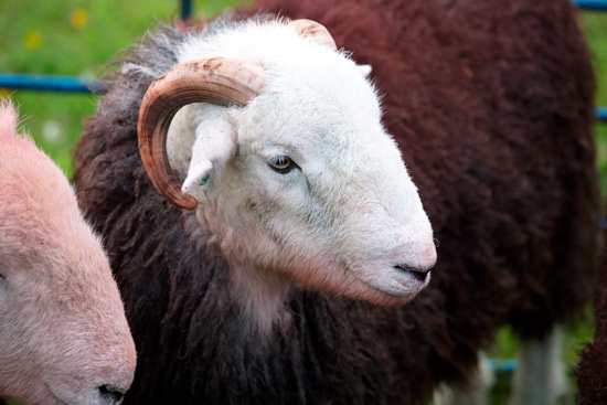 Great Ormside Field Lakeland Sheep