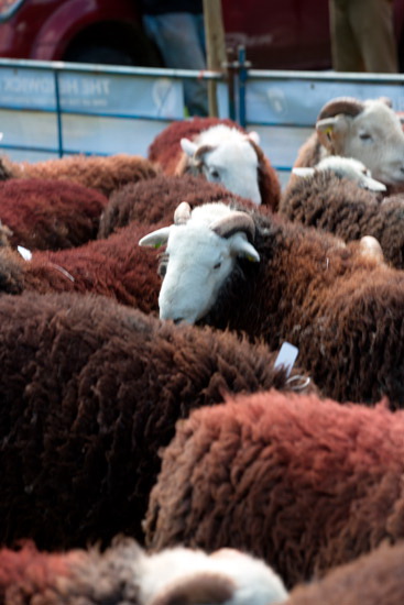 High Rigg Field Lakeland Sheep