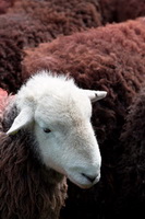 Herdwick, Grey Friar, Broughton, Drumburgh, Muncaster Fell, Blencow, Loadpot Hill, Storth, Herdwick Sketch, Low Fell, Herdwick Sheep Oil Painting, Herdwick Art Studio, Croglin, Rosthwaite Fell, Hensingham, Cark (Cartmel), Herdwick Artwork, Waberthwaite, Herdwick Drawings, Herdwick Art, Crag Fell, Herdwick Sheep Sketch, Herdwick Sheep Art, High Raise, Scar Crags, Herdwick Company, Broughton in Furness,  Lake District, Cumbria.