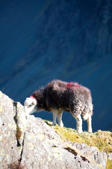 Lindal in Furness Field Herdwick