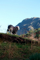 Talkin, Steel Fell, Green Gable, Herdies, Roosebeck, Kentmere Pike, Herdwick Sheep Prints, Hart Crag, Nateby, Little Langdale, Sebergham, Herdy Sketches, Fairfield, Barrow-In-Furness, Slight Side, Herdy Wall Art, Whitfell, Hutton Roof (Kirkby Lonsdale), Hawkshead, Tarn Crag (Easedale), Allithwaite, Herdwick Sheep Oil Pastels, Herdwick Sheep Art, Crinkle Crags, Herdwick Sheep Sketch, Herdy, Herdwick, Arnison Crag, Yewbarrow, Burton-in-Kendal, Herdwick Sheep Oil Painting,  Lake District, Cumbria.