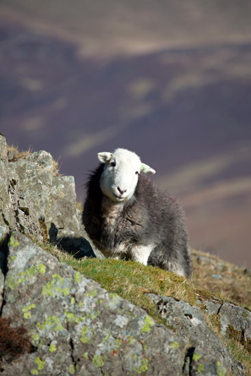 Hard Knott Valley Lakeland Sheep - Lakeland Photos - Art Prints Hard Knott Valley Lakeland Sheep