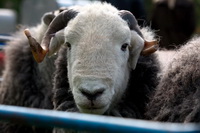 Heron Pike, Herdwick Sketches, High Raise, Alston, Little Mell Fell, Lowther, Lakeland Sheep, Herdwick Drawings, Crooklands, Great Mell Fell, Mixed-Media Herdwick Art, Torpenhow, Kirkland (Penrith), Beda Fell, Herdwick Art, Herdwick Sheep Art, Scoat Fell, The Nab, Renwick, Low Pike, Caudale Moor, Herdies, Herdwick Sheep, Culgaith, Herdwick Company, Great Sca Fell, Herdwick Sheep Oil Painting, Dent,  Lake District, Cumbria.