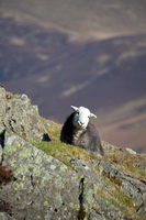 Catstycam, Gilcrux, Hindscarth, Ling Fell, Whiteside, Herdwick Sheep Sketch, Lanercost, High Seat, Lakeland Sheep, Herdwick Drawings, Herdwick Artwork, Urswick Great and Little, Herdwick Art, Glenridding Dodd, Mungrisdale Common, Colby, Mixed-Media Herdwick Art, Rannerdale Knotts, Cartmel Fell, Herdwick Sheep Oil Painting, Steel Fell, Bigrigg, Great Gable, Hesket Newmarket, Herdwick Company, Herdwick Sheep Prints, Herdwick, Greysouthen, Herdwick Sheep, Herdwick Ewe, Sergeant Man,  Lake District, Cumbria.