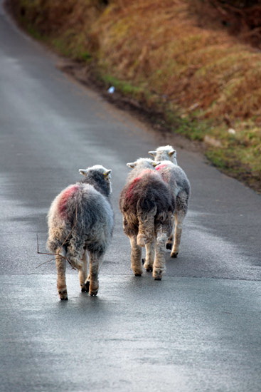 Cumdivock Field Lake district Sheep - Lakeland Photos - Art Prints Cumdivock Field Lake district Sheep