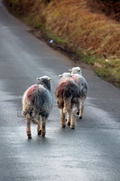 Askham, Seatallan, Kearstwick, High Street, Wigton, Mixed-Media Herdwick Art, Herdwick Sheep Acrylic Painting, Temple Sowerby, Penrith, Whicham, Herdwick Sheep Sketch, Herdwick Sheep, Herdwick Sheep Prints, Lakeland Sheep, Herdwick Art, Cumdivock, Great Ormside, Pike of Stickle, Knott, Herdwick Sheep Oil Painting, Middle Dodd, Gray Crag, Steel Knotts, Mosedale, Wandope, Greendale, Bowscale Fell, Herdwick Company, Herdwick Ewe, Blake Fell, Herdwick Art Studio, Loweswater, Knock,  Lake District, Cumbria.