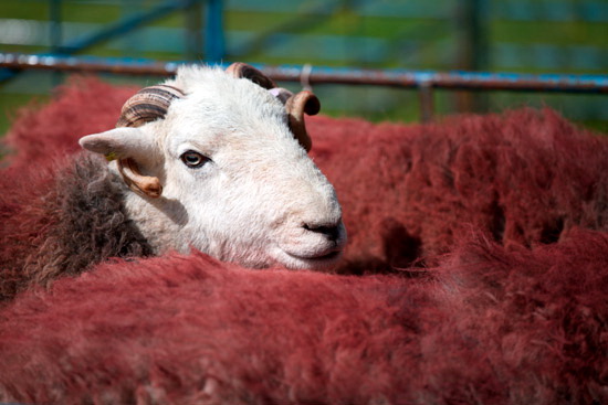 Blackford Field Lakeland Sheep