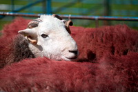 Herdies, Herdwick Wall Art, Walla Crag, Loadpot Hill, Cotehill, Herdwick Sheep Acrylic Paintings, Haverthwaite, Kentmere Pike, Winster, Brandreth, Blawith, Cartmel, Souther Fell, Herdwick Sheep, Herdy, Dove Crag, Talkin, Thornthwaite Crag, Gilcrux, Herdy Sketches, Wasdale Head, Helvellyn, Pavey Ark, Catstycam, Herdy Wall Art, Hale, Grasmoor, Herdwick Sheep Oil Pastels, High Pike (Caldbeck), Lakeland Herdy Artworks, Urswick Great and Little,  Lake District, Cumbria.