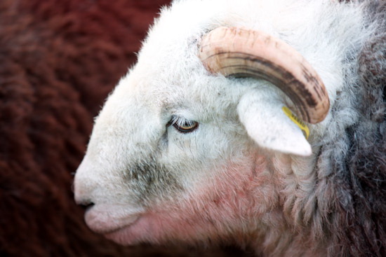 Rockcliffe Field Lake district Sheep - Lakeland Photos - Art Prints Rockcliffe Field Lake district Sheep
