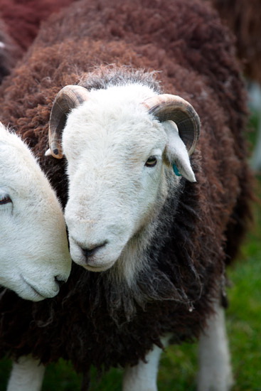 Brigham Field Herdwick Sheep - Lakeland Photos - Art Prints Brigham Field Herdwick Sheep
