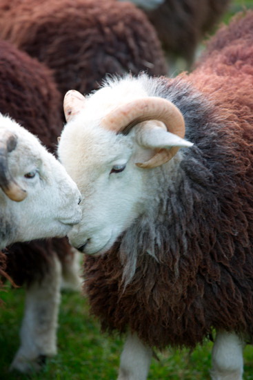 Hallbankgate Valley Herdwick - Lakeland Photos - Art Prints Hallbankgate Valley Herdwick