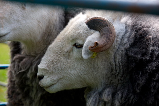 Sheffield Pike Herdwick Sheep - Lakeland Photos - Art Prints Sheffield Pike Herdwick Sheep