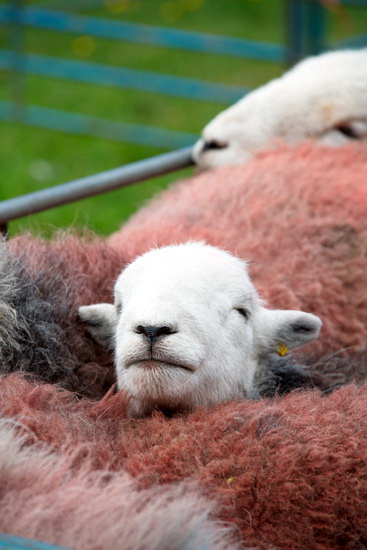Rottington Valley Herdwick Sheep - Lakeland Photos - Art Prints Rottington Valley Herdwick Sheep