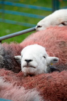 Casterton, Herdwick Artwork, Ard Crags, Allen Crags, Ravenstonedale, Herdwick Sheep, Skirwith, Yewbarrow, Herdy, Aldingham, Herdwick, Spark Bridge, Hopegill Head, Herdy Sketch, Herdy Sketches, Colthouse, Herdwick Sheep Oil Painting, Barf, Little Strickland, Herdy Wall Art, Tarn Crag (Easedale), Lakeland Herdy Artworks, Watermillock, Corney, Bowscale Fell, Warwick-on-Eden, Herdwick Sheep Prints, Brigflatts,  Lake District, Cumbria.