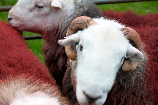 Beda Fell Valley Herdwick - Lakeland Photos - Art Prints Beda Fell Valley Herdwick