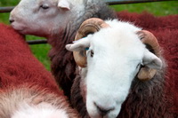 Firbank Fell, Lakeland Herdy Artworks, Houghton, Herdwick Sheep, Haverigg, Keswick, Whin Rigg, Grange Fell, Barf, Lakeland Sheep, Binsey, Newton Arlosh, Drigg, Great Gable, Thunacar Knott, Herdwick Sheep Oil Painting, Herdwick Wall Art, Angletarn Pikes, Nateby, High Bankhill, Brisco, Herdy Sketches, Coniston Old Man, Mixed-Media Herdy Art, Robinson, Herdy, Herdwick Artwork, Drumburgh, Herdwick Drawings, Broughton in Furness, Herdy Ewe, Caw Fell,  Lake District, Cumbria.