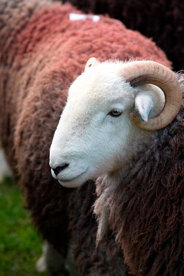 Greendale Valley Herdwick