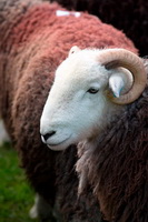Eel Crag (Crag Hill), Bowfell, Herdwick Sheep Sketch, Herdwick Ewe, Crag Fell, Troutbeck Tongue, Herdwick, Herdwick Sketch, Drybeck, Firbank Fell, Rowrah, Maiden Moor, Appleby-in-Westmorland, Herdwick Art, Crinkle Crags, Herdwick Sheep Oil Painting, Armathwaite, Pavey Ark, Ackenthwaite, Mixed-Media Herdwick Art, Yewbarrow, Cumdivock, Millbeck (Keswick), Distington, Beda Fell, Herdwick Art Studio, Herdwick Sheep Prints,  Lake District, Cumbria.