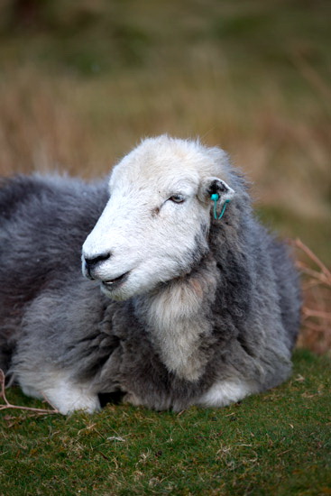 Helvellyn Herdwick