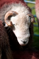 Hartley, Saint Sunday Crag, Lowther, Herdy Art, Herdy Ewe, Herdwick Drawings, Torpenhow, Sedgwick, Hallin Fell, Asby (Workington), Wythop Mill, Herdy Wall Art, Steel Knotts, Bleaberry Fell, Herdy, Kentmere, Herdies, Gibson Knott, Herdy Sketches, Herdwick Sheep Oil Painting, Sale Fell, Finsthwaite, Muncaster Fell, Rydal, Herdwick Sheep Sketch, Whin Rigg, Herdwick, Biggar, Whinlatter, Herdy Sketch, Harrison Stickle,  Lake District, Cumbria.