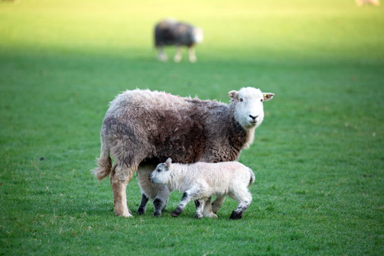 Cockermouth Herdwick