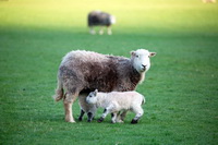 Herdy Ewe, Knott Rigg, Wasdale Head, Herdy Sketch, Lorton (High and Low), Herdwick Sheep Prints, Kirkbride, Herdwick Sheep Oil Painting, Herdwick Sheep Art Studio, Lakeside, Yewbarrow, Mellbreak, Plumpton (Penrith), Johnby, Mixed-Media Herdy Art, Herdies, Kearstwick, Muncaster Fell, Gibson Knott, Sebergham, Blencarn, Armboth Fell, Herdwick Sheep Oil Pastels, Low Fell, Lowther, Seathwaite Fell, Middle Fell, Herdy Art,  Lake District, Cumbria.