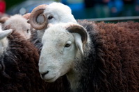 Birker Fell, Wether Hill, Cartmel, Branstree, Selside Pike, Herdies, Herdwick Sketch, Froswick, Buttermere, Little Asby, Herdwick, High Hartsop Dodd, Elterwater, Great Asby, Kidsty Pike, Herdwick Company, Temple Sowerby, Herdwick Art Studio, Bleaberry Fell, Herdwick Sheep Sketch, Backbarrow, Abbeytown, Whiteside, Herdwick, Herdwick Sheep Oil Pastels, Illgill Head, Silver How, Barrow-In-Furness, Morland, Stone Arthur, Herdwick Art, Gleaston,  Lake District, Cumbria.