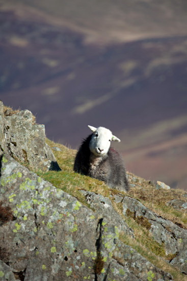 Low Pike Farm Herdwick Sheep