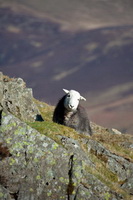 Stanah, Lakeland Sheep, Herdwick, Lank Rigg, Gibson Knott, Seaton, Dearham, Shap, Eskdale Green, Herdwick Sheep Oil Painting, Wythburn, Herdwick Sheep Oil Pastels, Herdy Sketch, Herdwick Wall Art, Burnbanks, High Tove, Seatallan, Herdwick Drawings, Sail, Dent, Stainton With Adgarley, Barrows Green, Herdy Sheep Artist, Red Pike (Buttermere), Herdy Sketches, Herdy Art, Hethersgill, Brown Pike, Soulby (Penrith), Dalston,  Lake District, Cumbria.