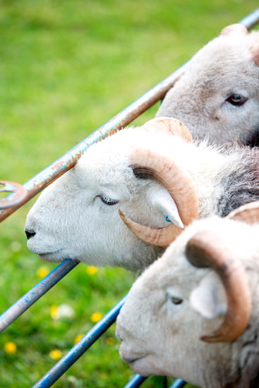 High Hesket Valley Lakeland Sheep