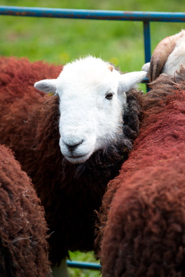 Blencogo Field Herdwick Sheep - Lakeland Photos - Art Prints Blencogo Field Herdwick Sheep