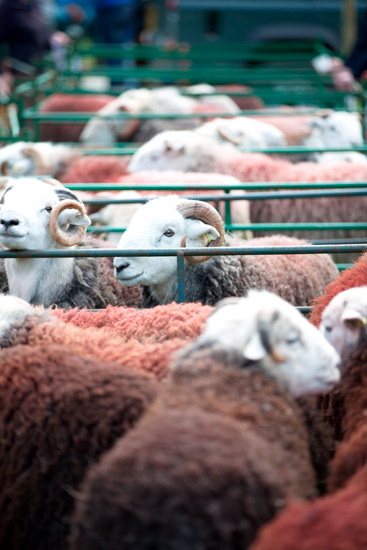 Workington Valley Herdwick Sheep