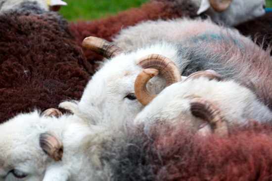 Swirl How Valley Herdwick Sheep