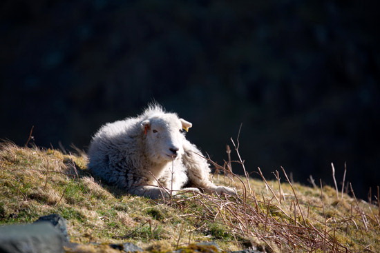 Hen Comb Farm Lake district Sheep